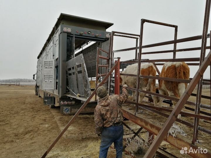 Перевозка скота (скотовоз)