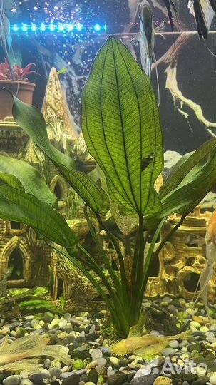 Эхинодорус макрофилус