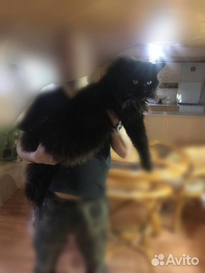 Котенок мейн-кун