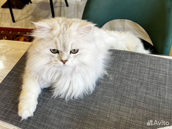 Кот шотландец