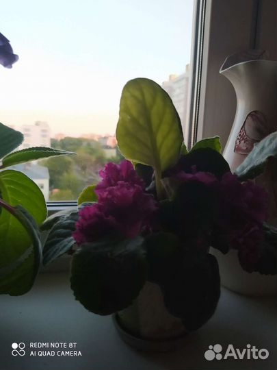 Ростки фиалки