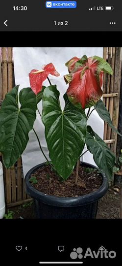 Антуриум Обаке Кинг, Фламинго оранж, Пандола