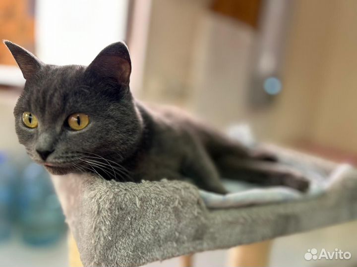 Кошка в добрые руки бесплатно