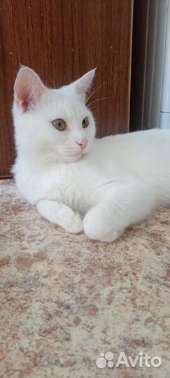 Белоснежный котик