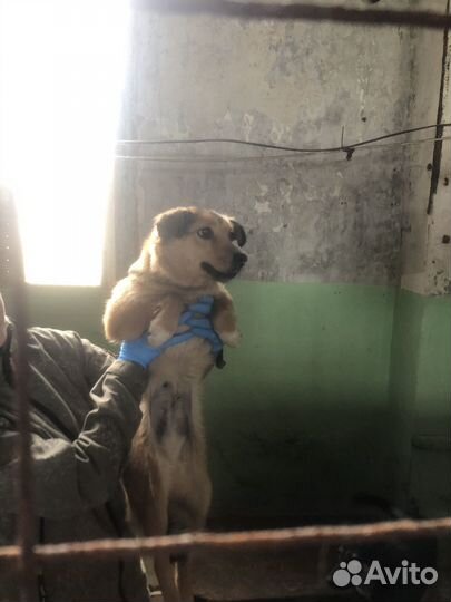Собака в добрые руки