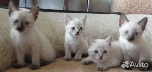 Тайские котята