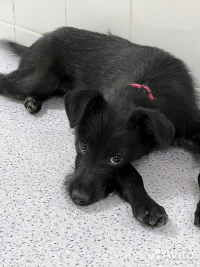 Щенок в добрые руки