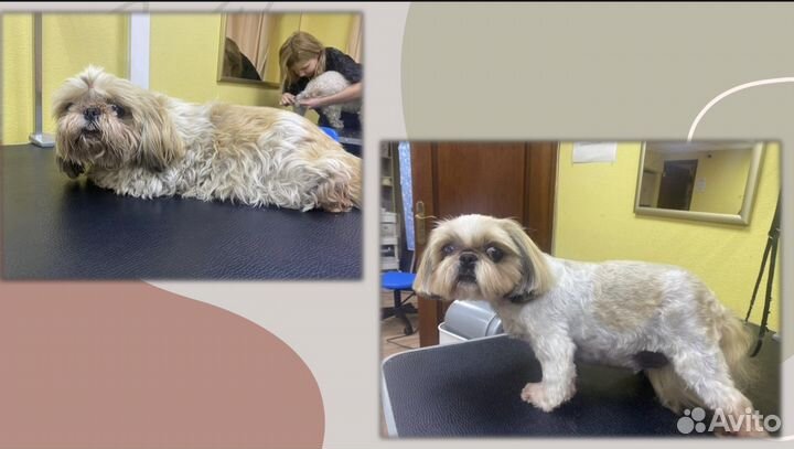 Грумер, стрижка собак