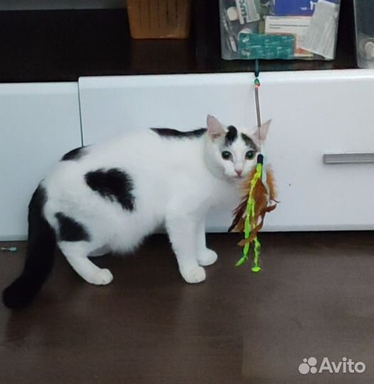 Котёнок- коровка с приданным в дар