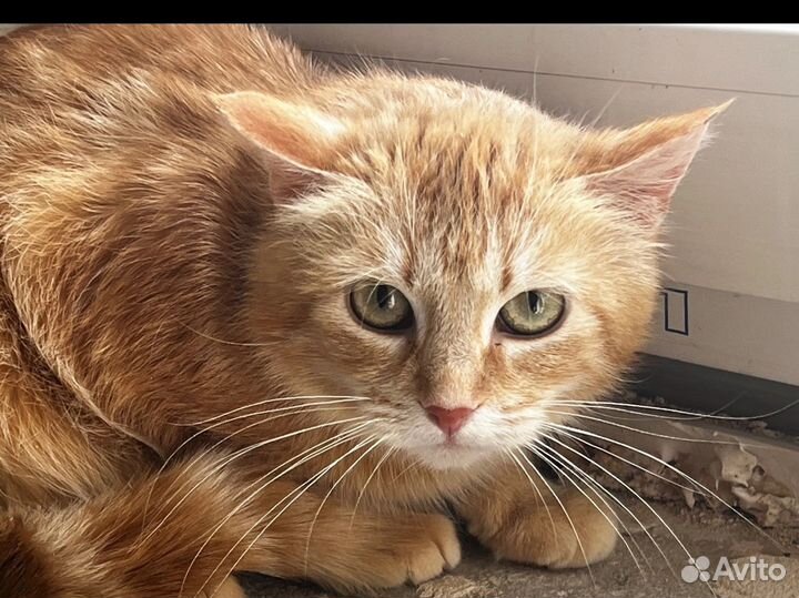 Нужен дом кошке