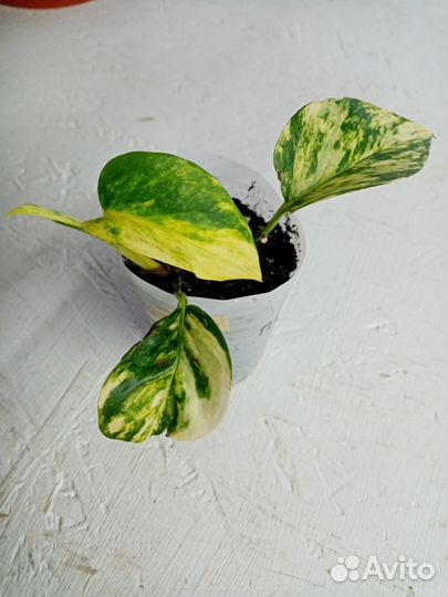 Сциндапсус