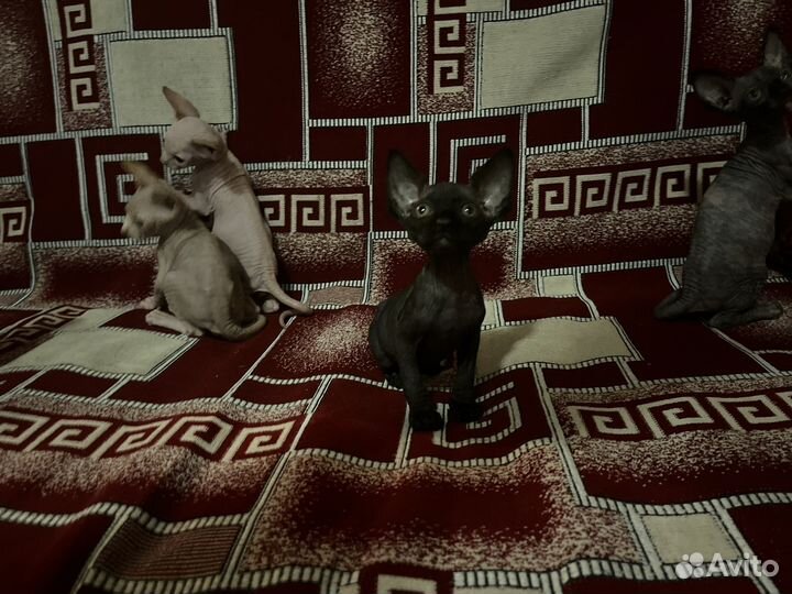 Канадский сфинкс