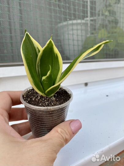 Сансевиерия хани крео