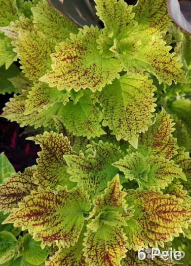 Набор колеусов 1