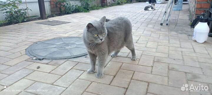 Британский кот на охрану