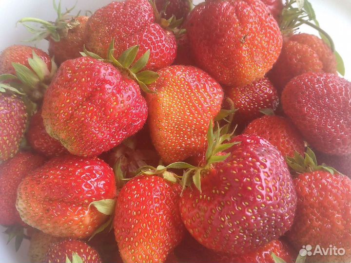 Рассада клубники