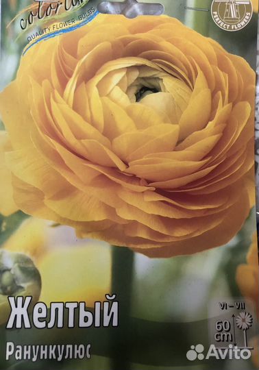 Ранункулюс луковица