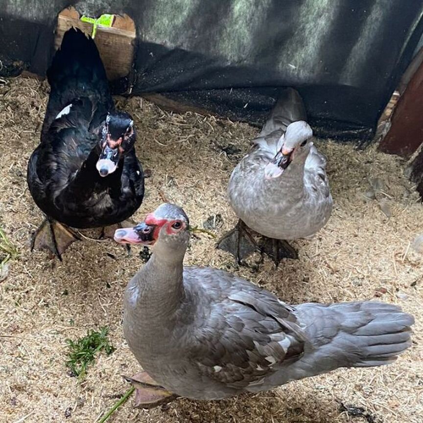 Әуесқойлық фото жалаңаш қыздар порно