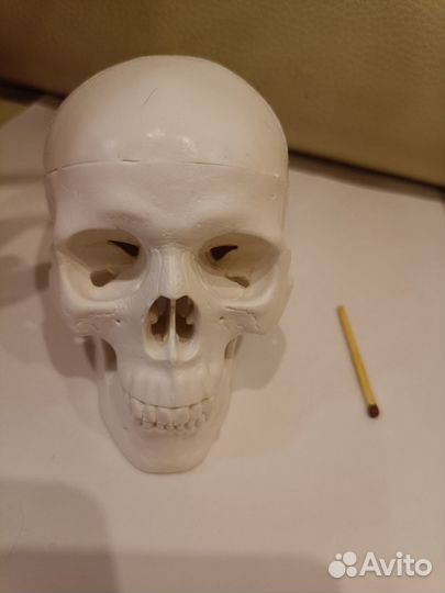 Человеческий череп анатомическая модель