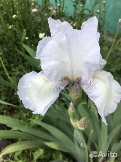 Ирисы саженцы
