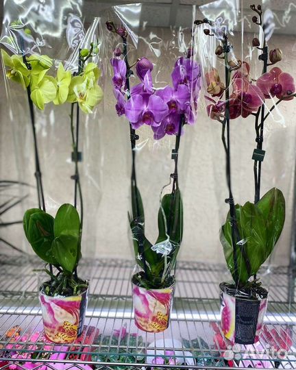 Орхидеи на 2 ветки