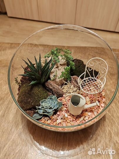 Флорариум, суккуленты, кактусы