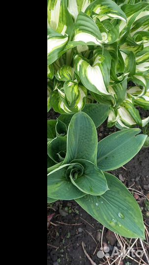 Хоста в ассортименте