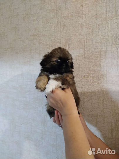 Щенки пекинеса