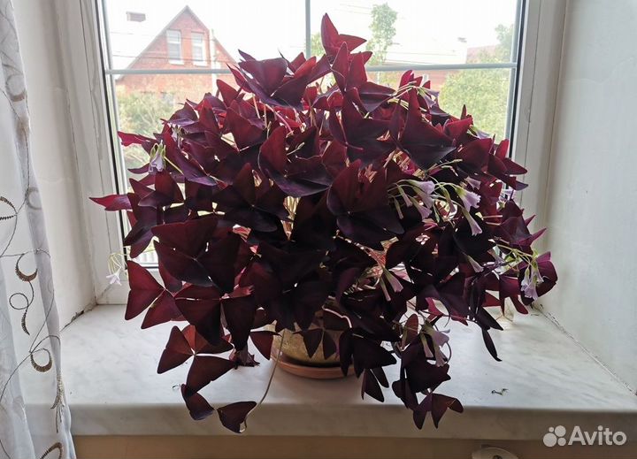 Кислица Регнелла (Oxalis)