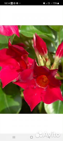 Мандевиллы и диплодении