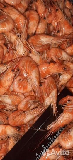 Креветки оптом