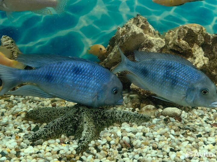 Продам цихлид