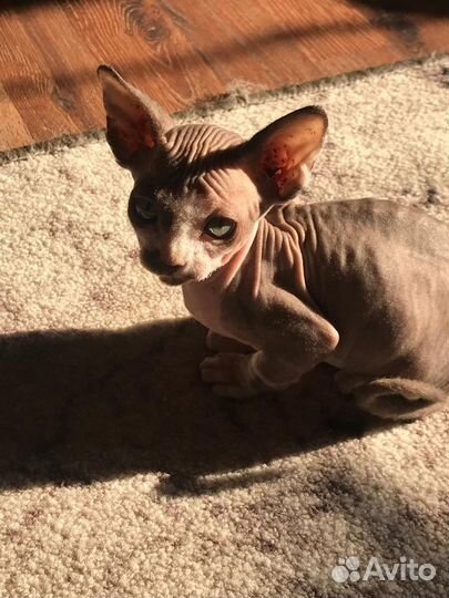 Котенок сфинкс