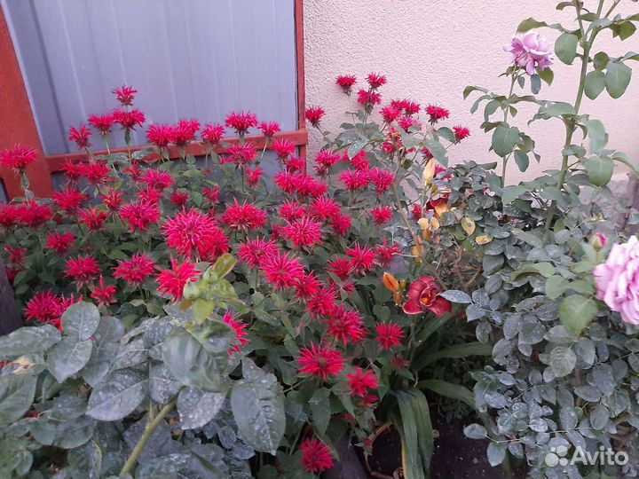 Цветы монарда