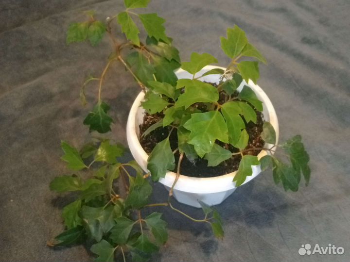 Комнатные растения