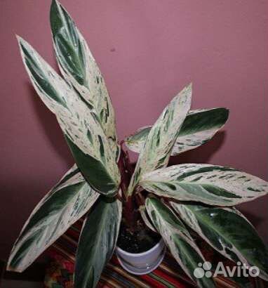 Строманта мультиколор (марантовые) цветы для дома