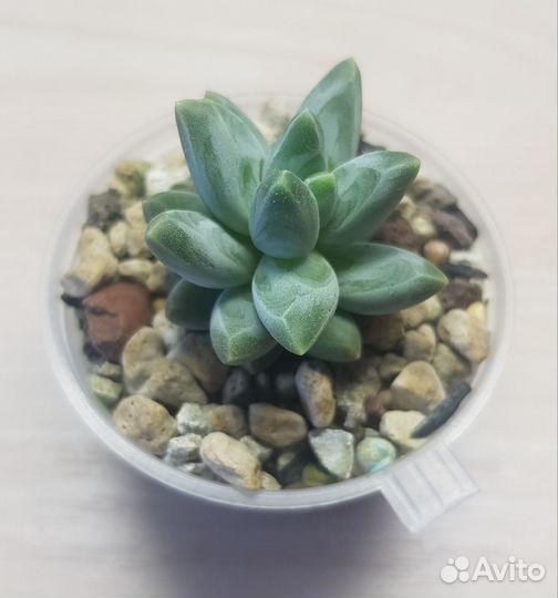 Суккуленты