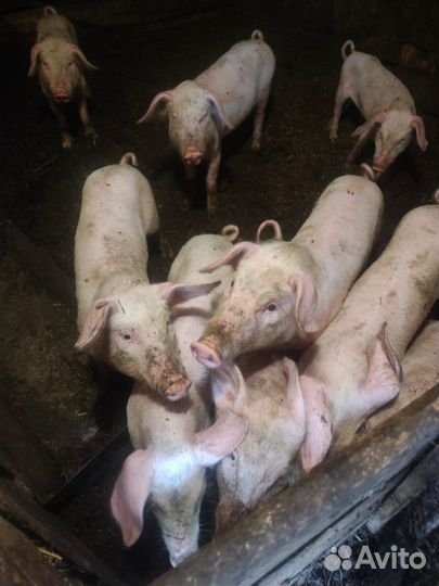 Поросята