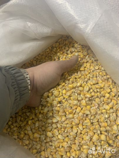 Пшеница, ячмень, кукуруза