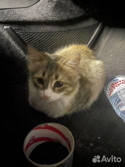 Котенок