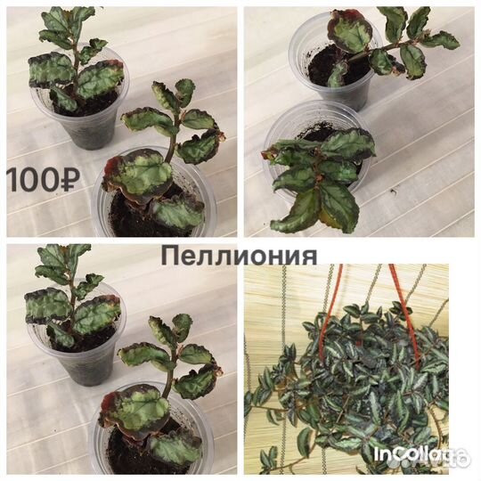 Редкие комнатные растения