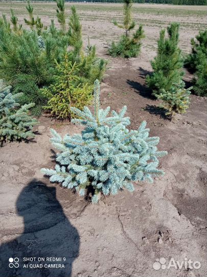 Саженцы ель голубая