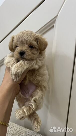 Мальтипу f1 mini