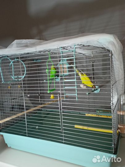 Волнистый попугай с клеткой