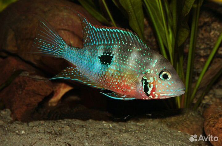 Цихлазомы (цихлиды), Танганьика