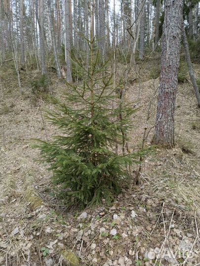 Елка с посадкой под ключ