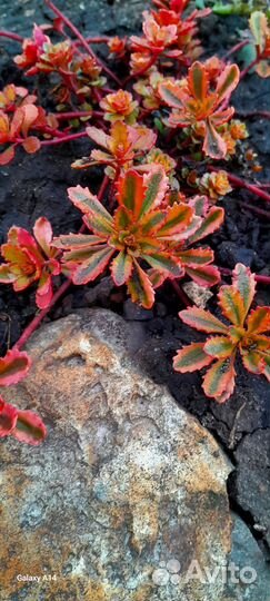 Каменные розы.Молодило