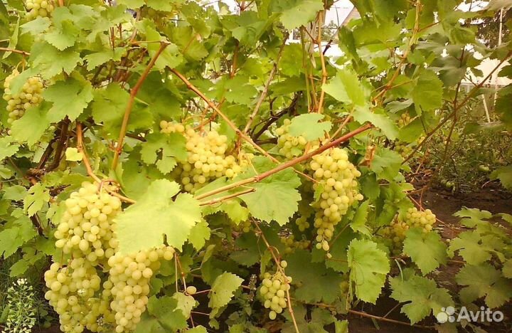 Саженцы и черенки винограда
