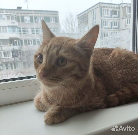 Котенок Рыжик ищет семью