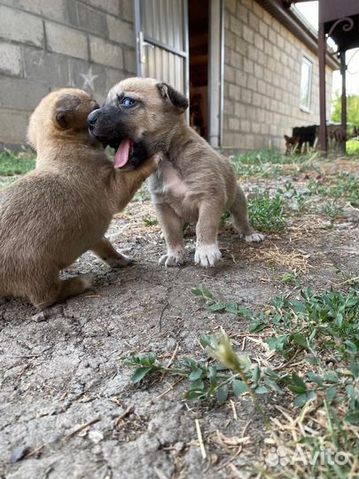 Отдам щенят в добрые руки